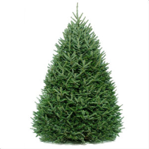 Fraser Fir Real Christmas Tree 4-5ft (Free Delivery & Setup)