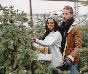 fresh-cut christmas trees