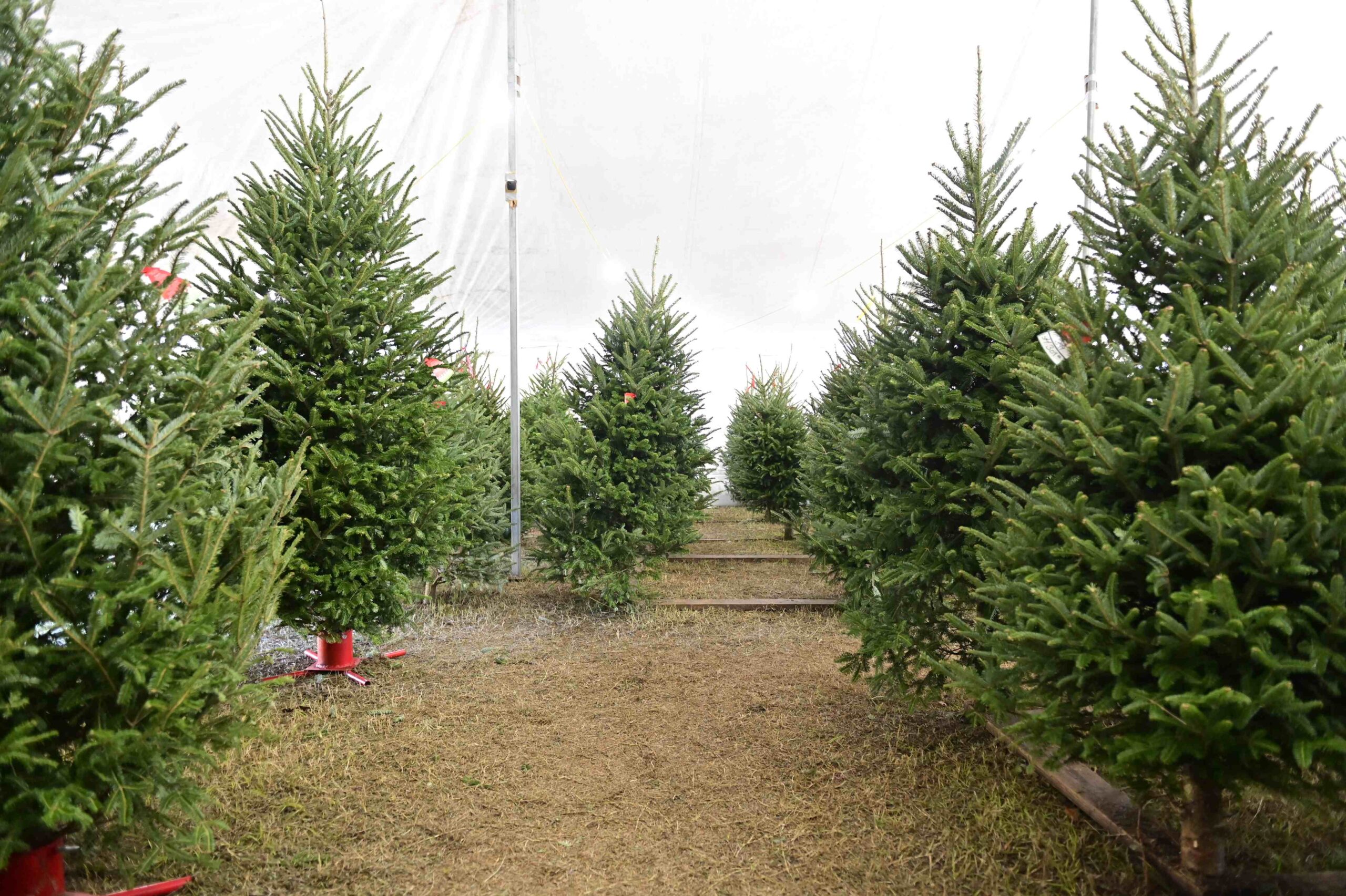 Josarios Christmas Trees Orlando