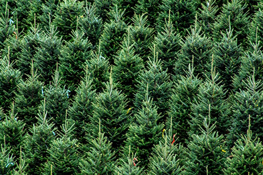 fresh, green christmas trees