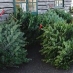 Fresh cut christmas trees for sale