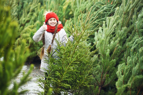 fresh cut christmas trees orlando